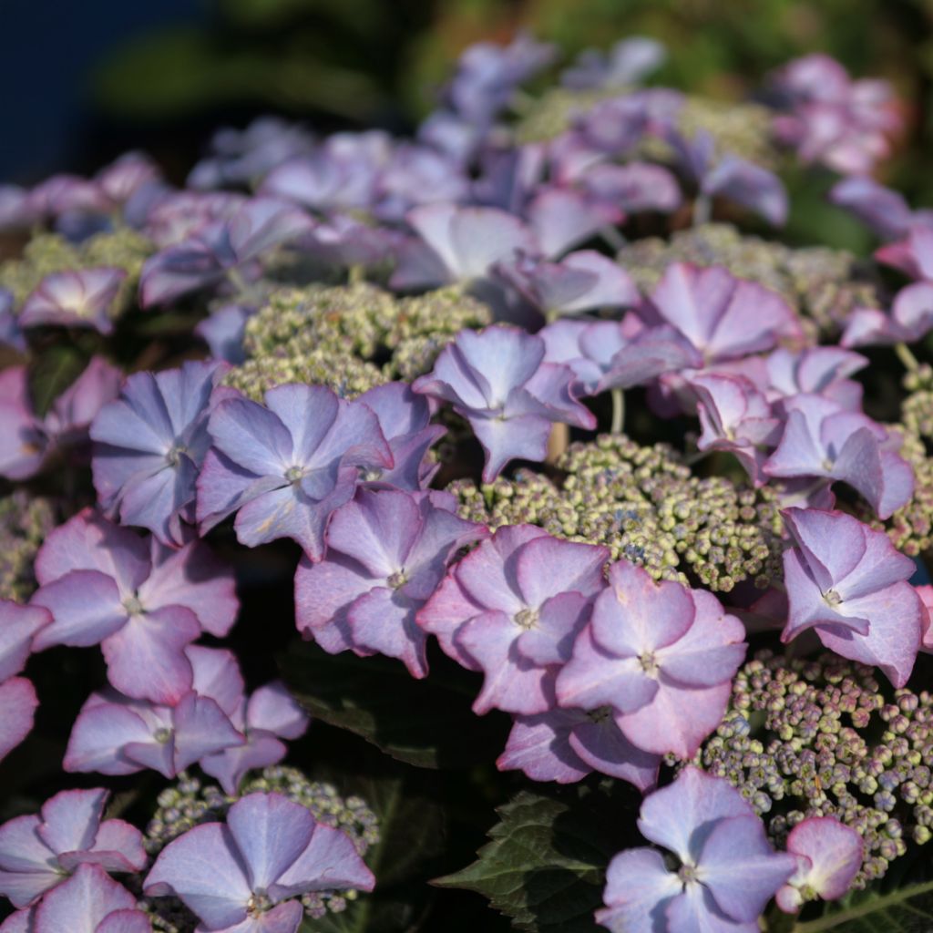 Hydrangea macrophylla Tiffany - Ortensia