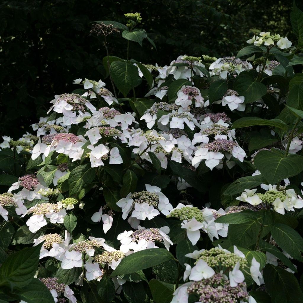 Hydrangea macrophylla Veitchii - Ortensia