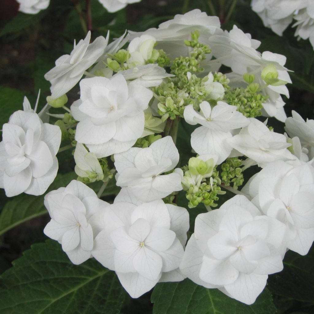 Hydrangea macrophylla Wedding Gown - Ortensia