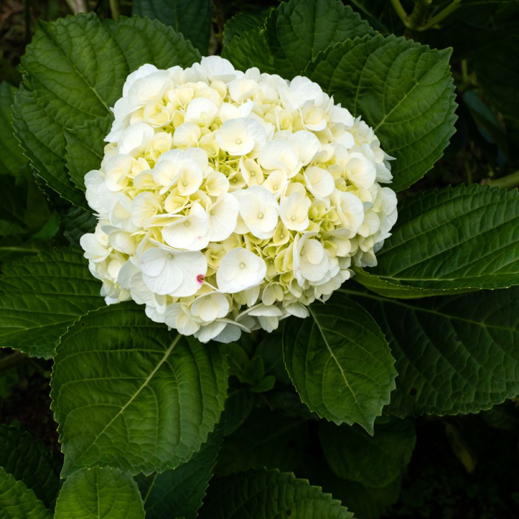 Hydrangea macrophylla Wudu - Ortensia