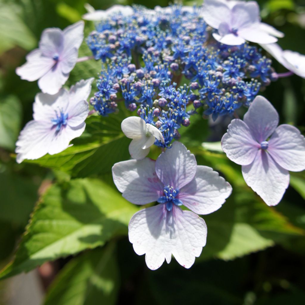 Hydrangea macrophylla Blue wave - Ortensia