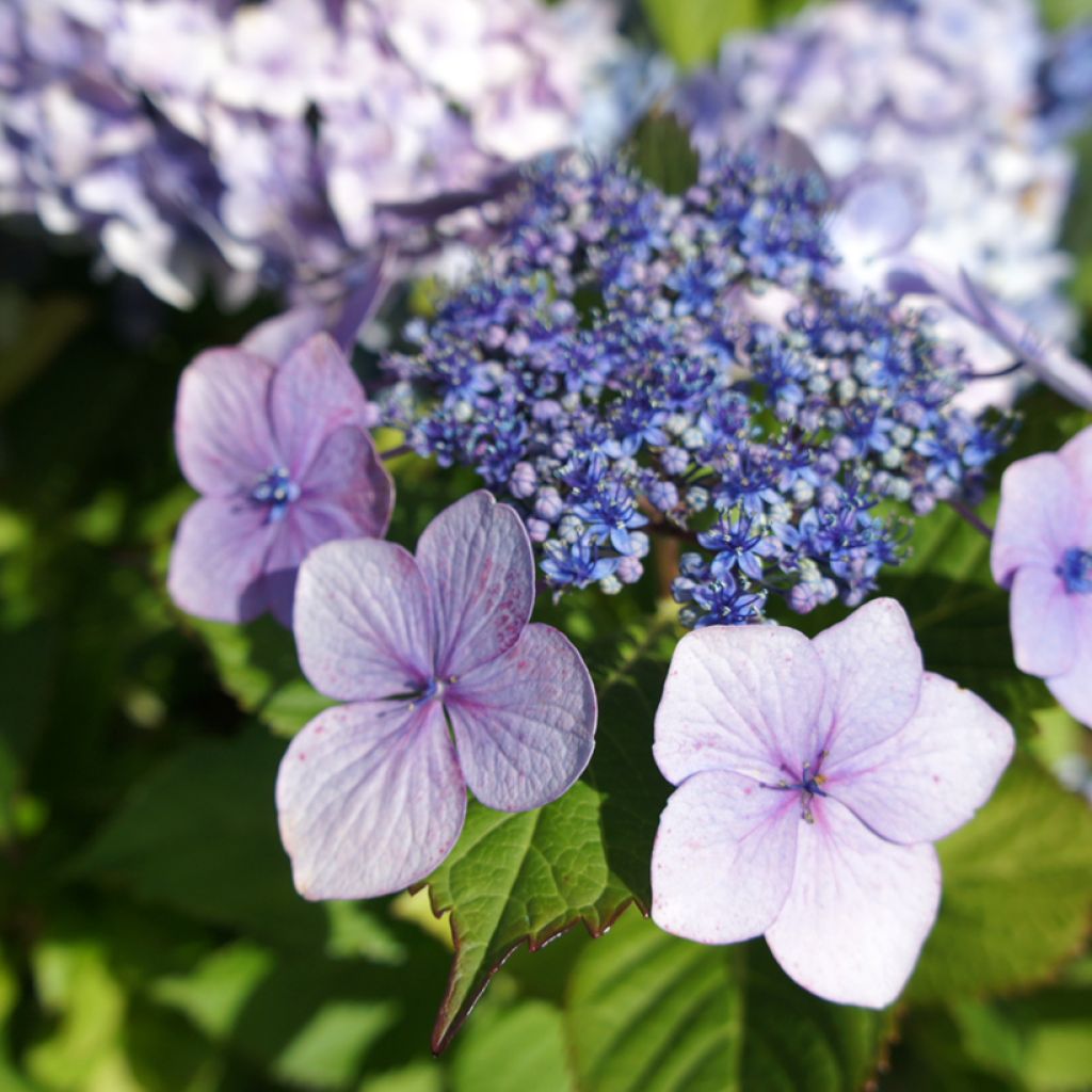 Hydrangea macrophylla Blue wave - Ortensia