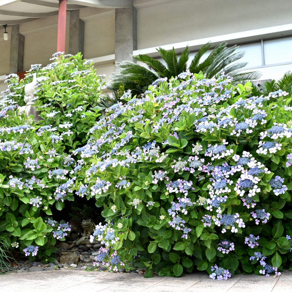 Hydrangea macrophylla Blue wave - Ortensia