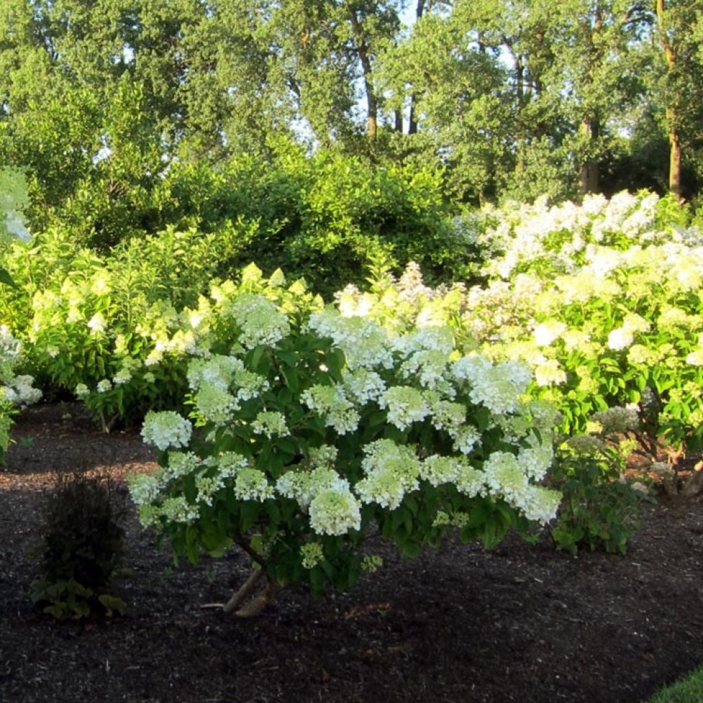 Hydrangea paniculata Bombshell - Ortensia paniculata