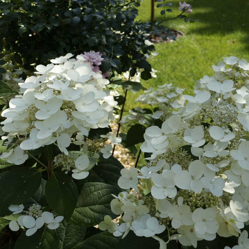 Hydrangea paniculata Bombshell - Ortensia paniculata