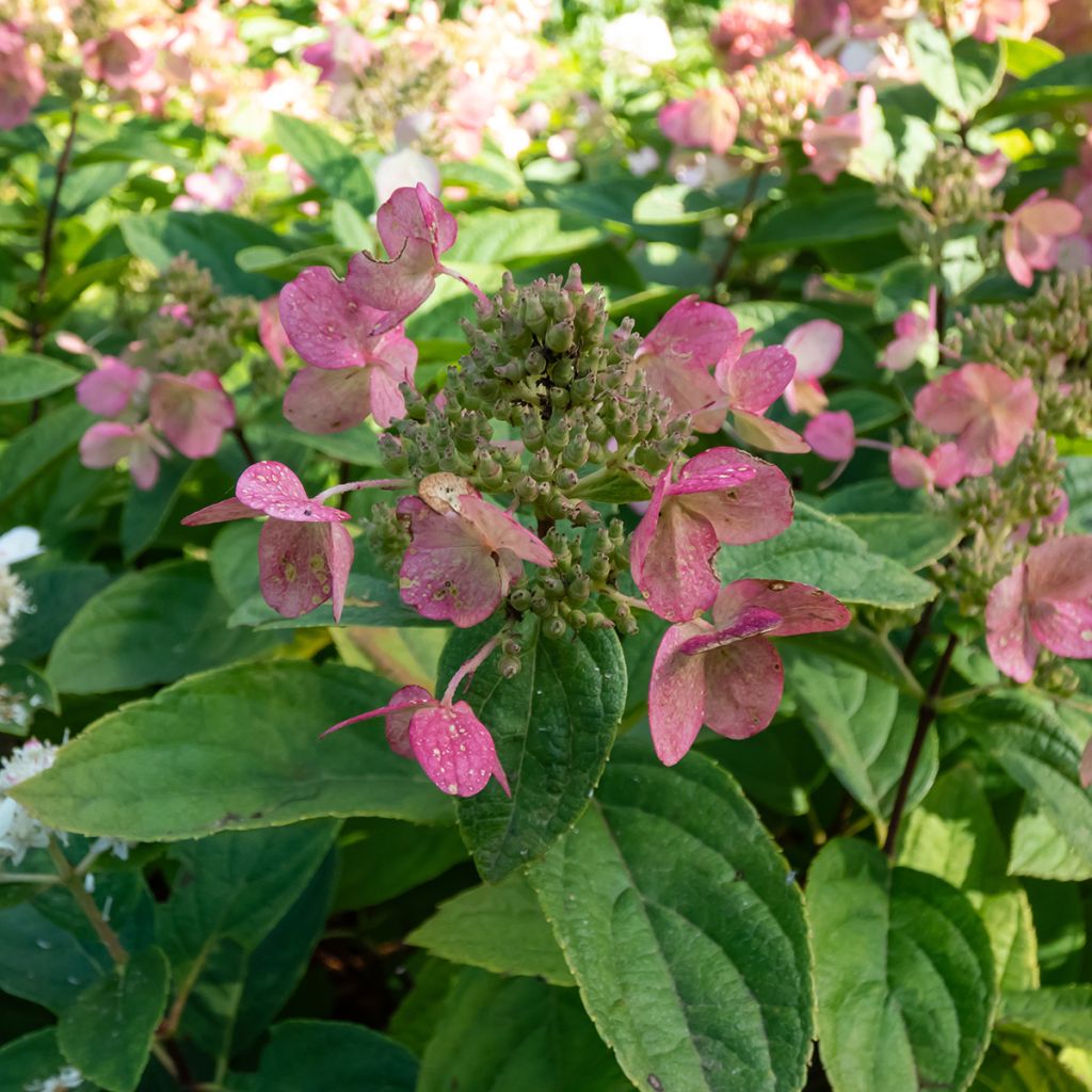 Hydrangea paniculata Bombshell - Ortensia paniculata