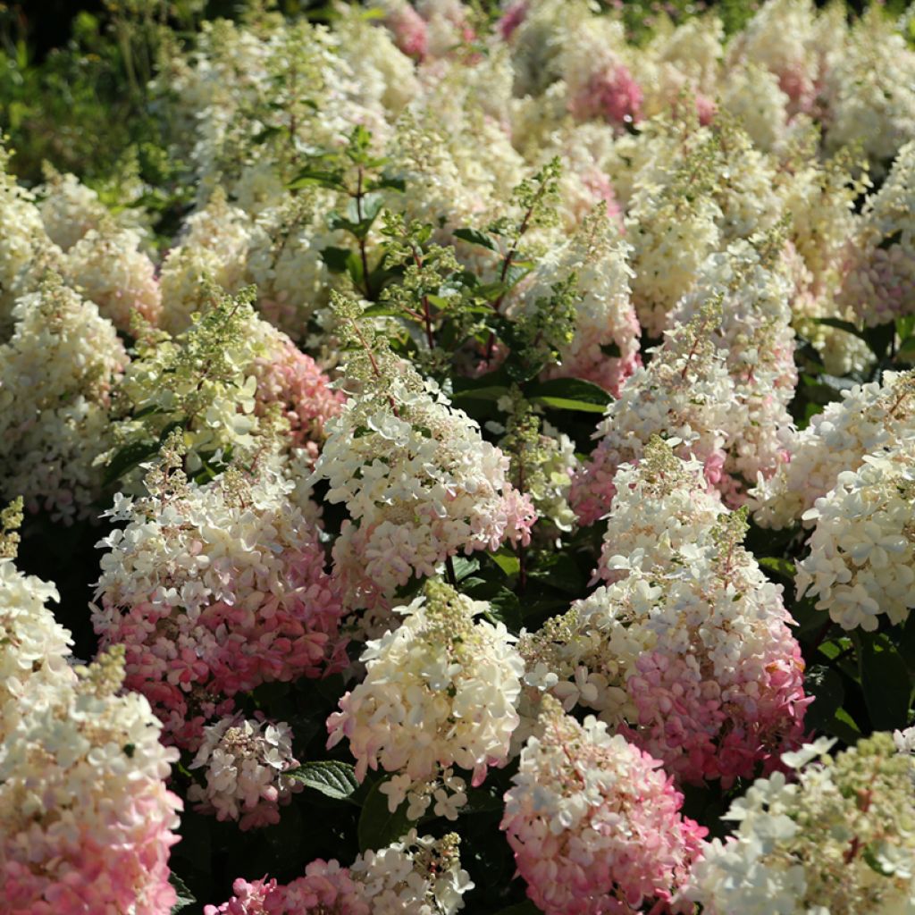Hydrangea paniculata Candlelight - Ortensia paniculata