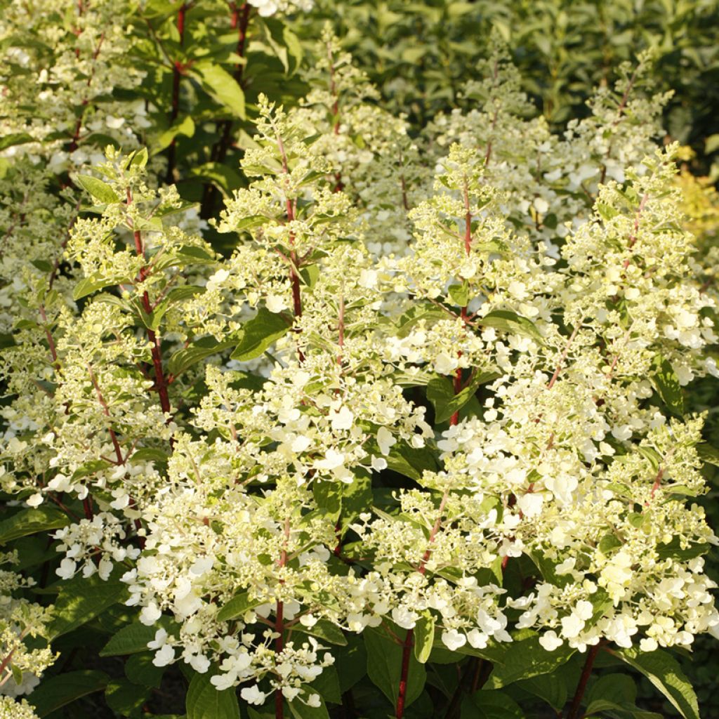 Hydrangea paniculata Candlelight - Ortensia paniculata