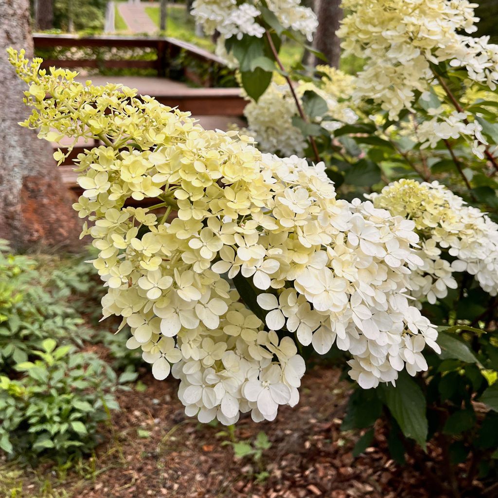 Hydrangea paniculata Candlelight - Ortensia paniculata