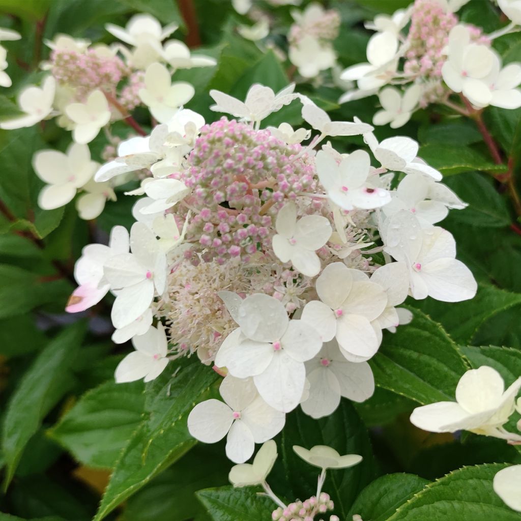 Hydrangea paniculata Confetti - Ortensia paniculata