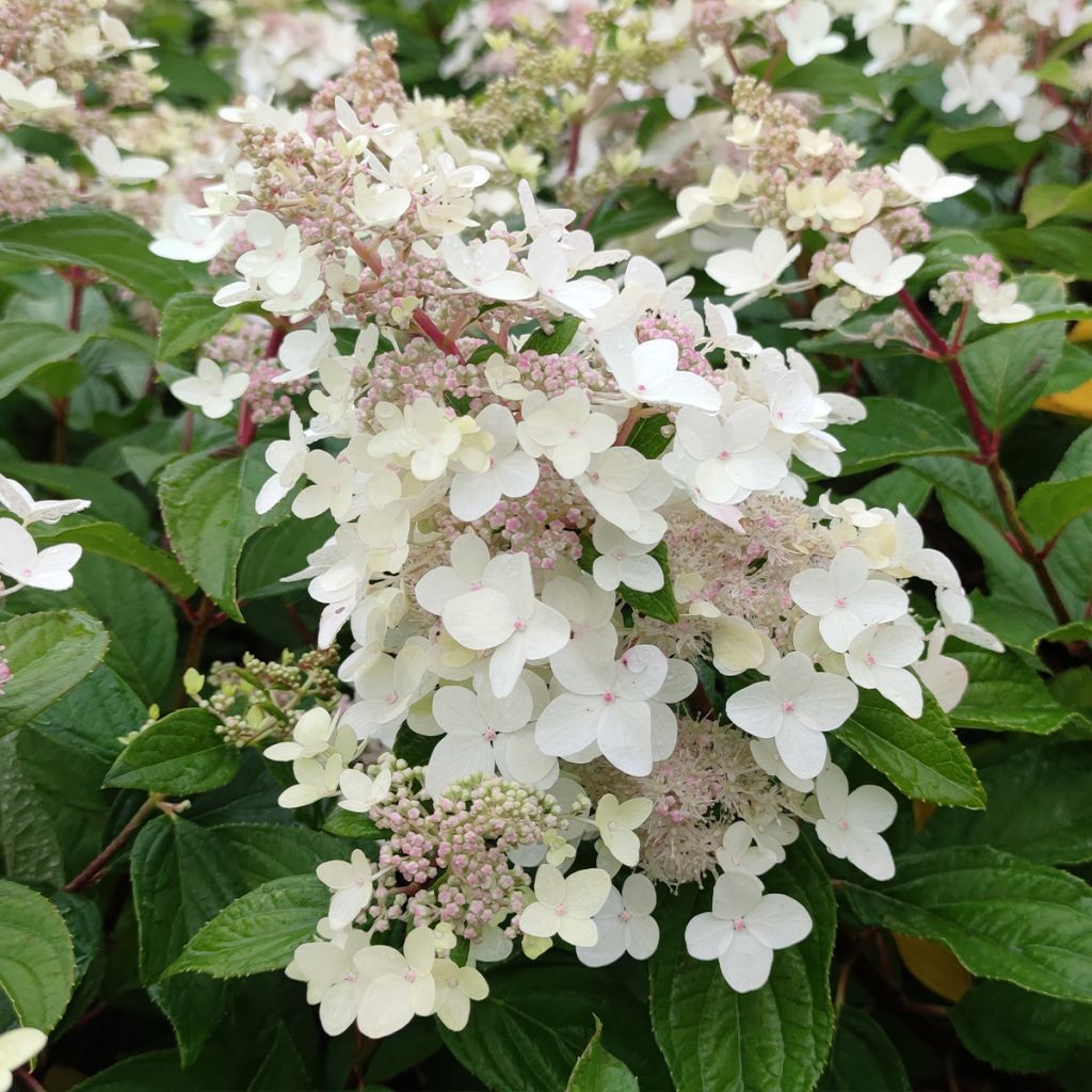 Hydrangea paniculata Confetti - Ortensia paniculata