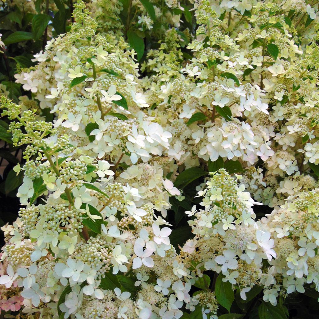 Hydrangea paniculata Confetti - Ortensia paniculata