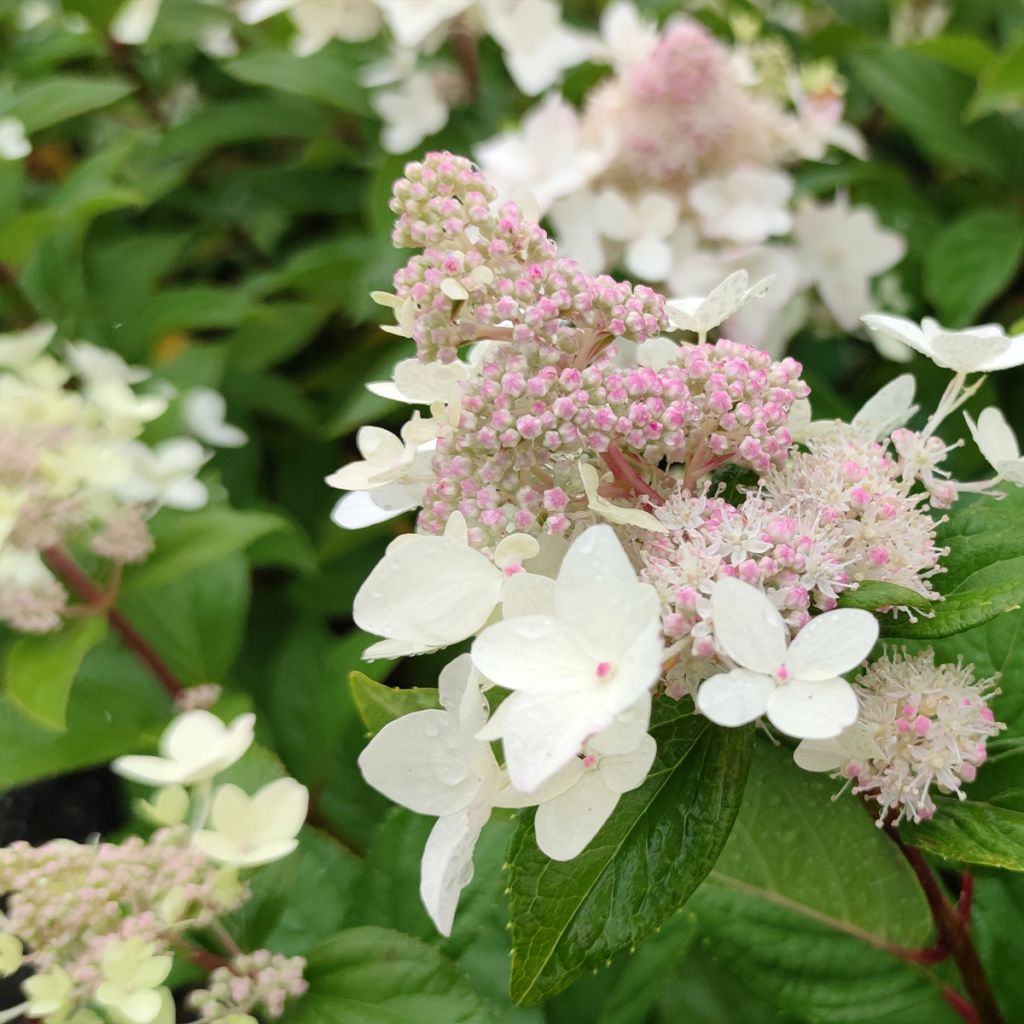 Hydrangea paniculata Confetti - Ortensia paniculata