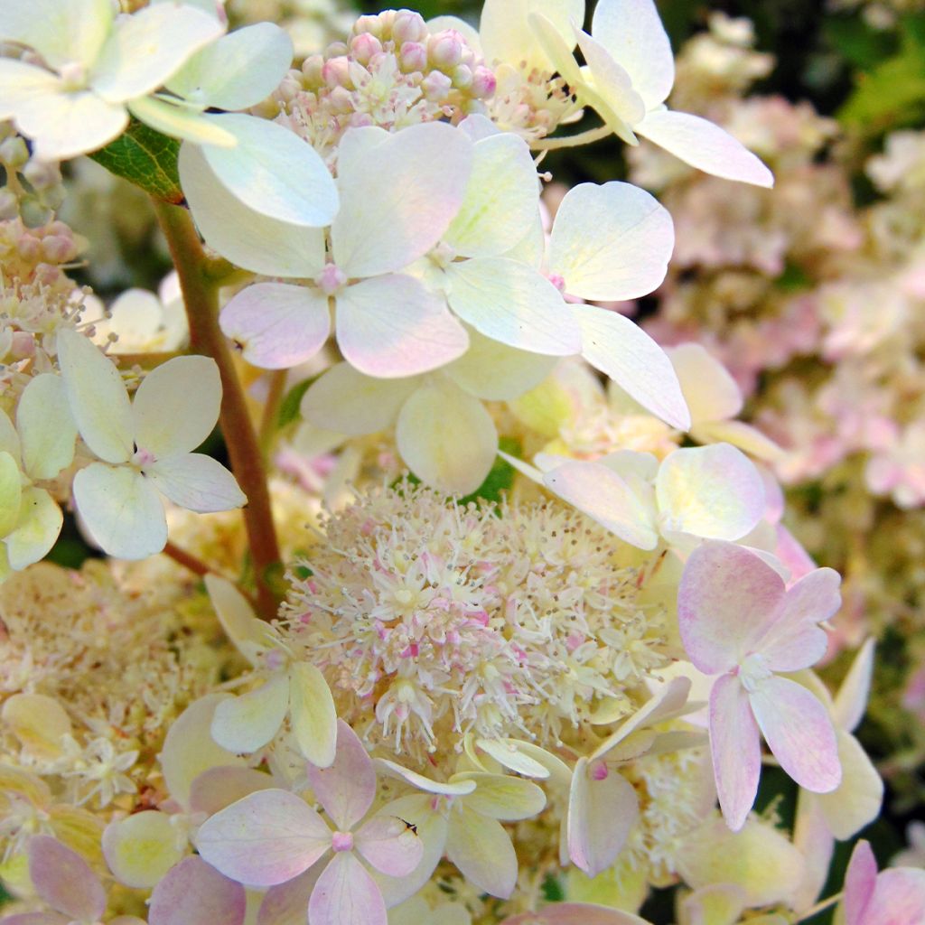 Hydrangea paniculata Confetti - Ortensia paniculata