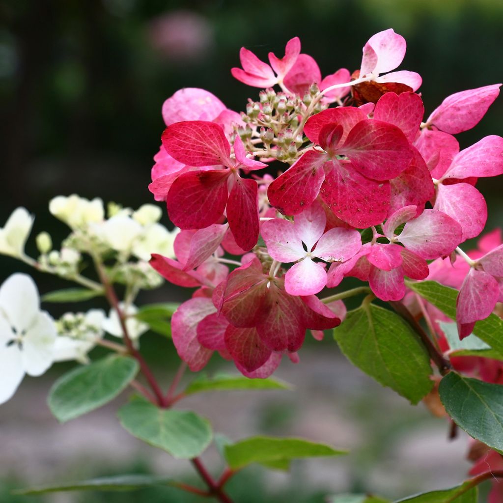 Hydrangea paniculata Diamant Rouge - Ortensia paniculata