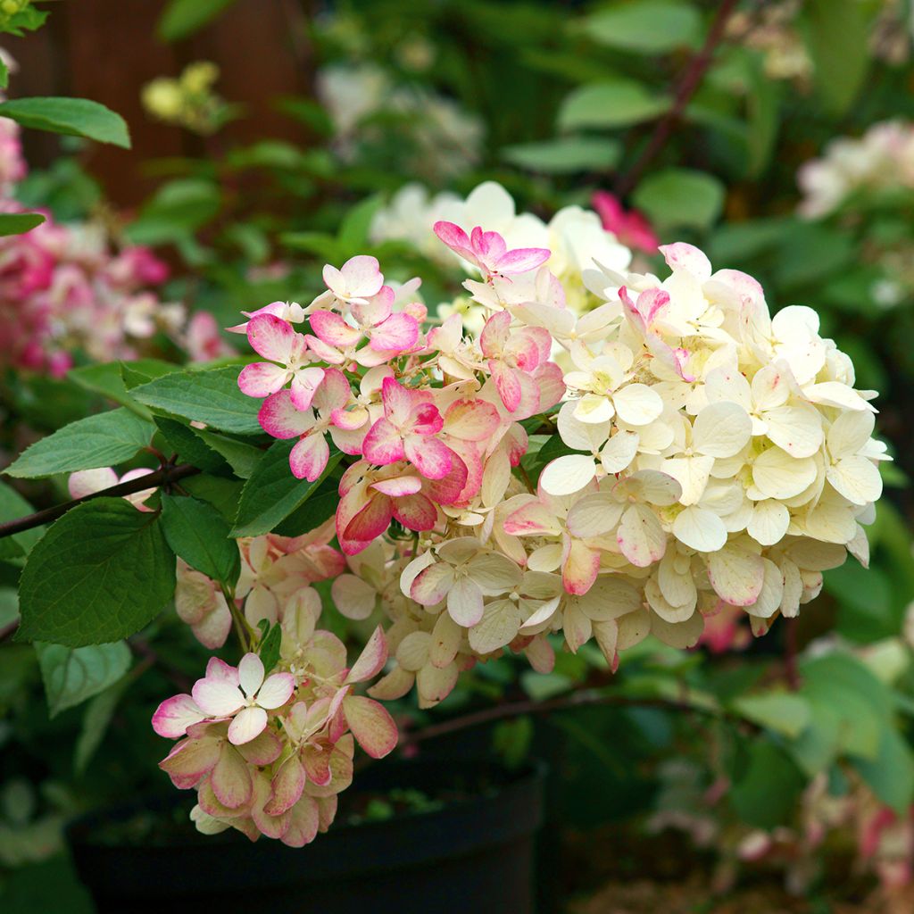 Hydrangea paniculata Diamant Rouge - Ortensia paniculata