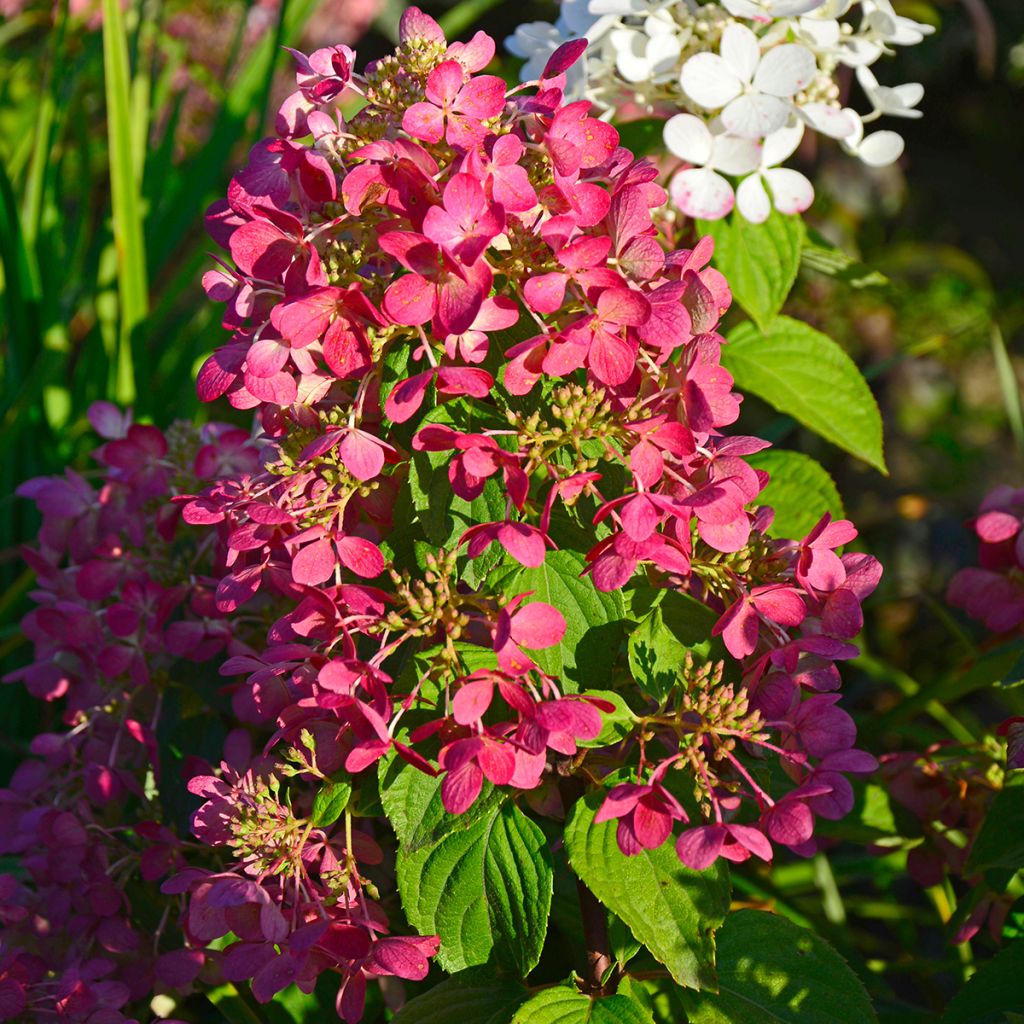 Hydrangea paniculata Diamant Rouge - Ortensia paniculata