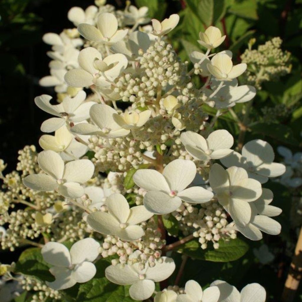 Hydrangea paniculata Early Sensation - Ortensia paniculata