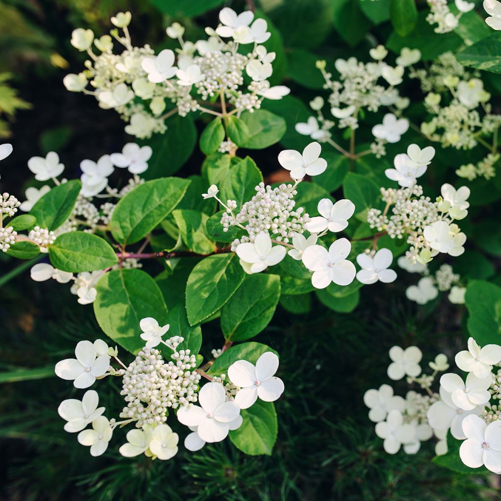 Hydrangea paniculata Early Sensation - Ortensia paniculata