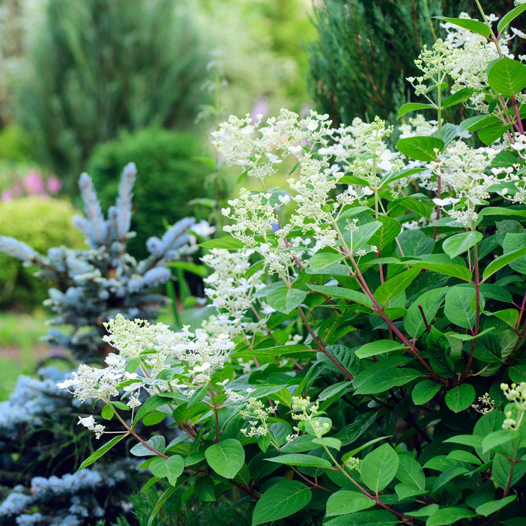 Hydrangea paniculata Early Sensation - Ortensia paniculata