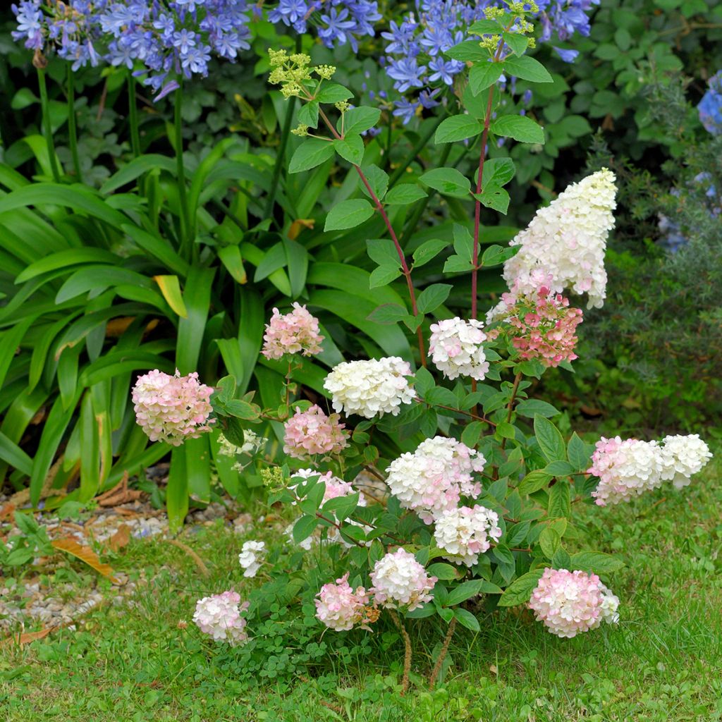 Hydrangea paniculata Fraise Melba - Ortensia paniculata