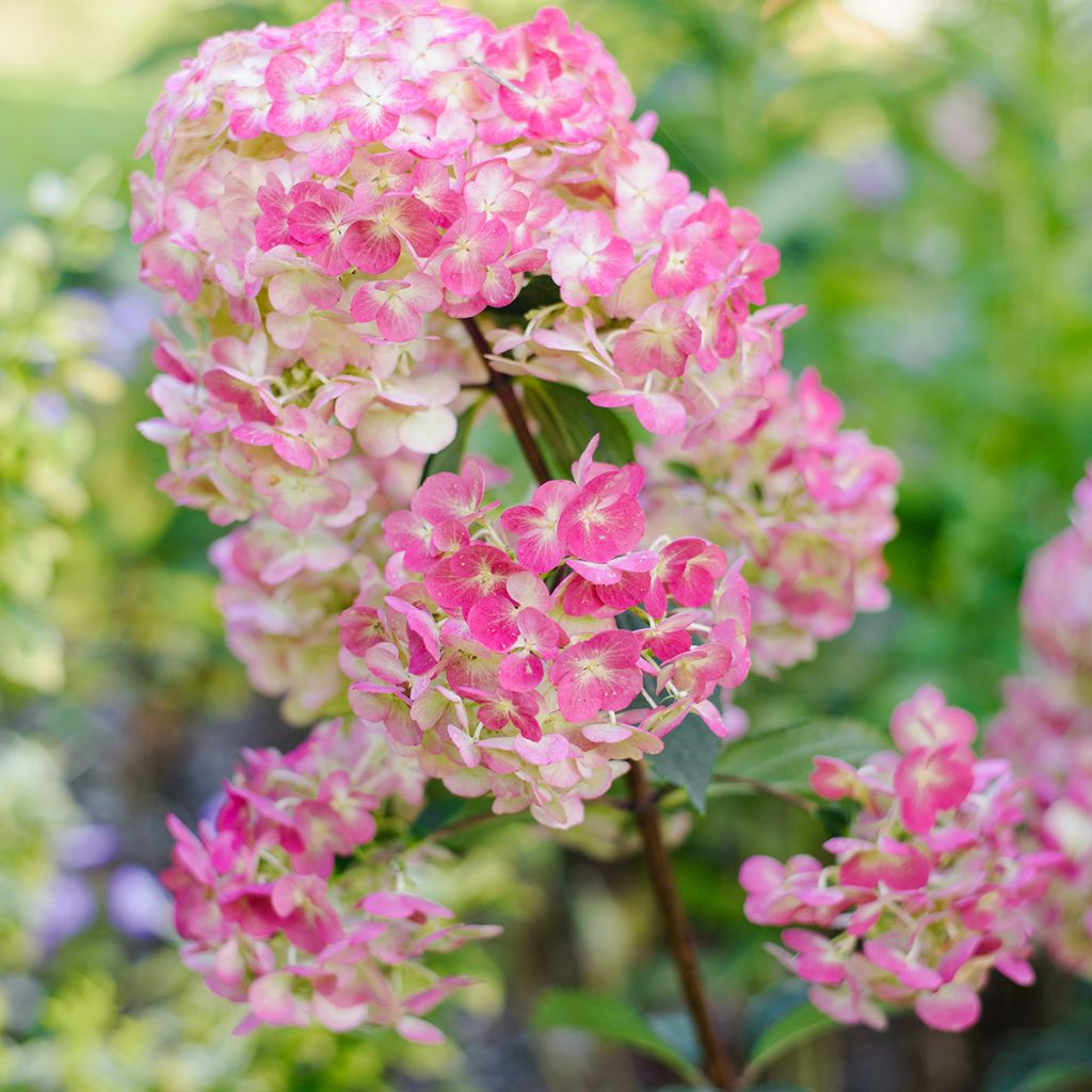 Hydrangea paniculata Framboisine - Ortensia paniculata