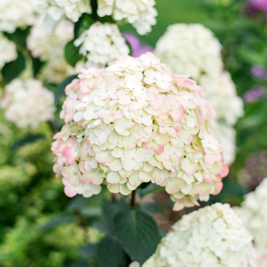 Hydrangea paniculata Framboisine - Ortensia paniculata