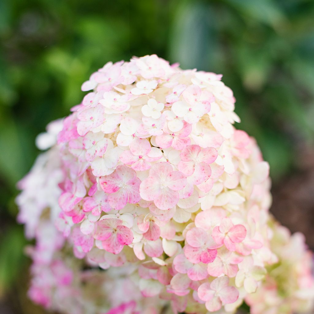 Hydrangea paniculata Framboisine - Ortensia paniculata
