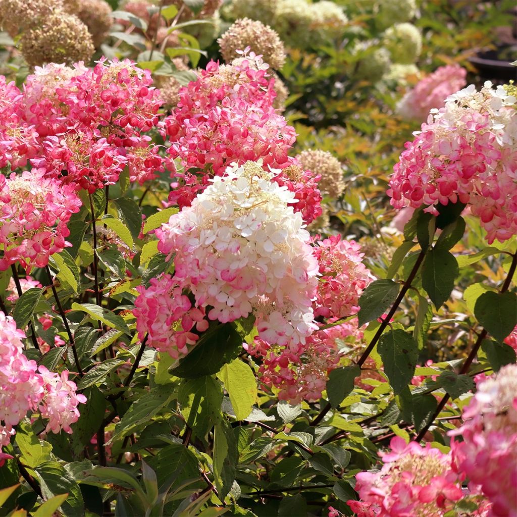 Hydrangea paniculata Framboisine - Ortensia paniculata