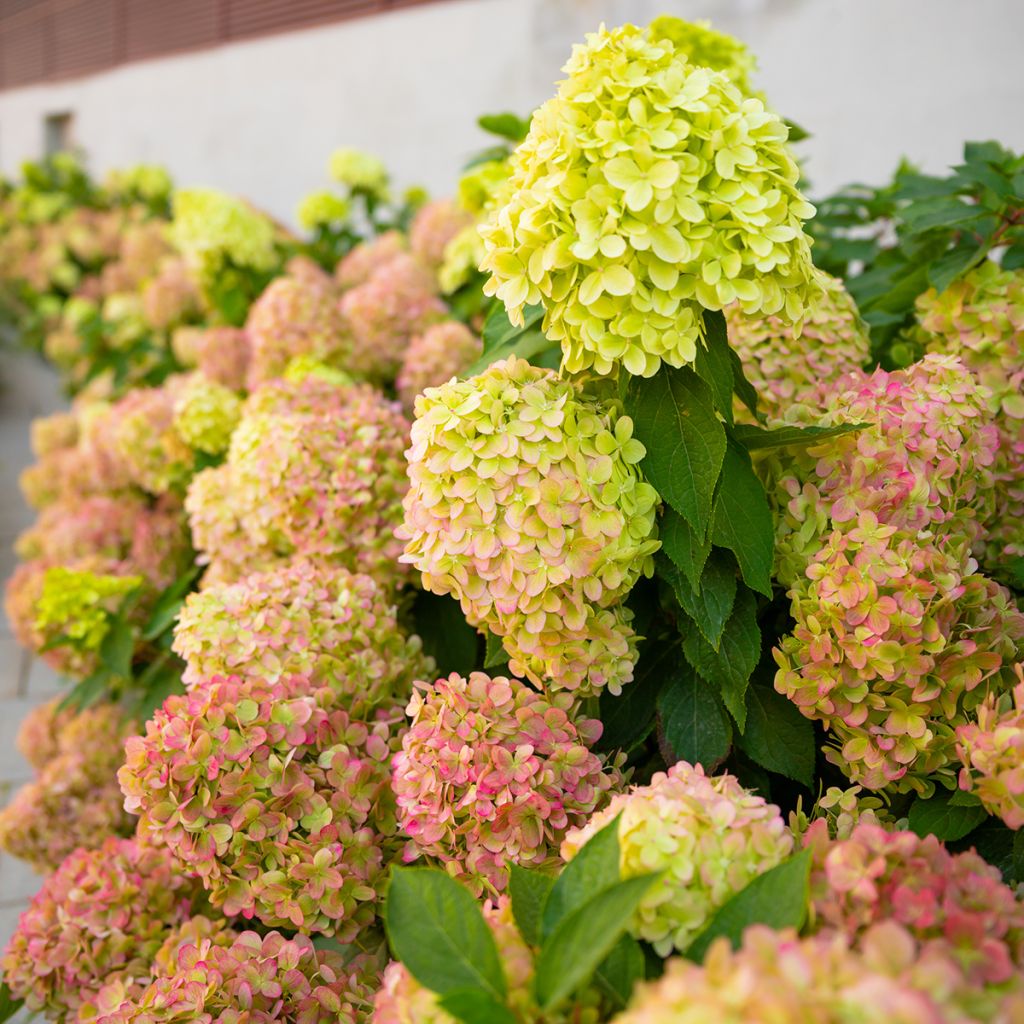 Hydrangea paniculata Graffiti - Ortensia paniculata