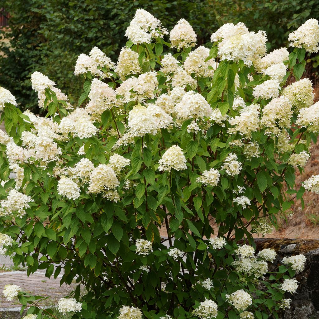 Hydrangea paniculata Grandiflora - Ortensia paniculata