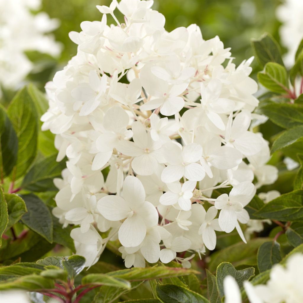 Hydrangea paniculata Groundbreaker - Ortensia paniculata