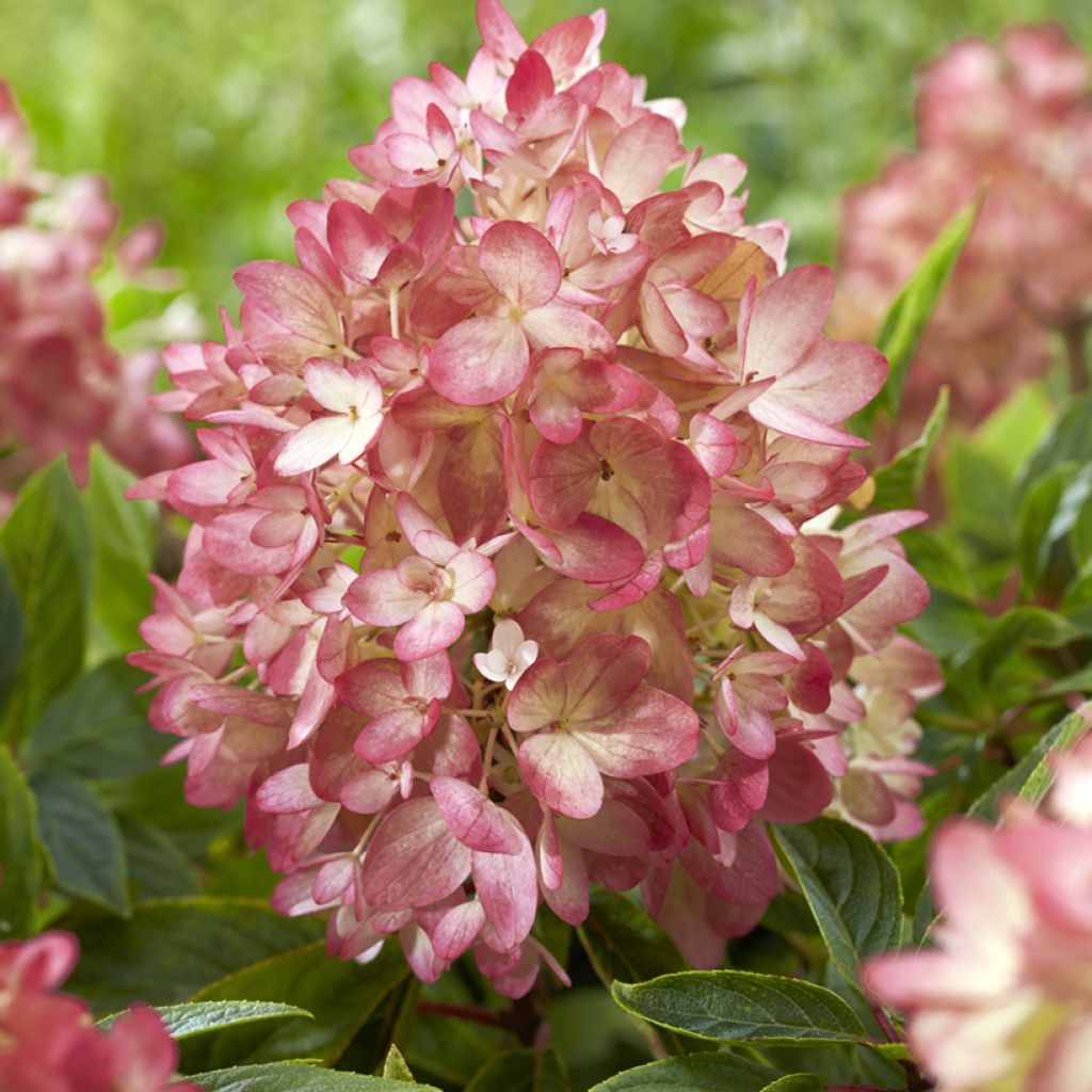 Hydrangea paniculata Groundbreaker - Ortensia paniculata