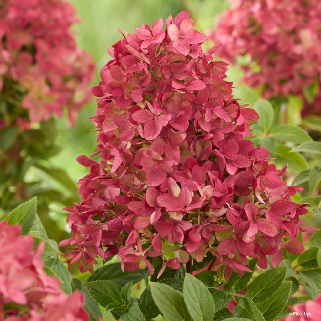 Hydrangea paniculata Groundbreaker Ruby - Hortensia paniculé nain