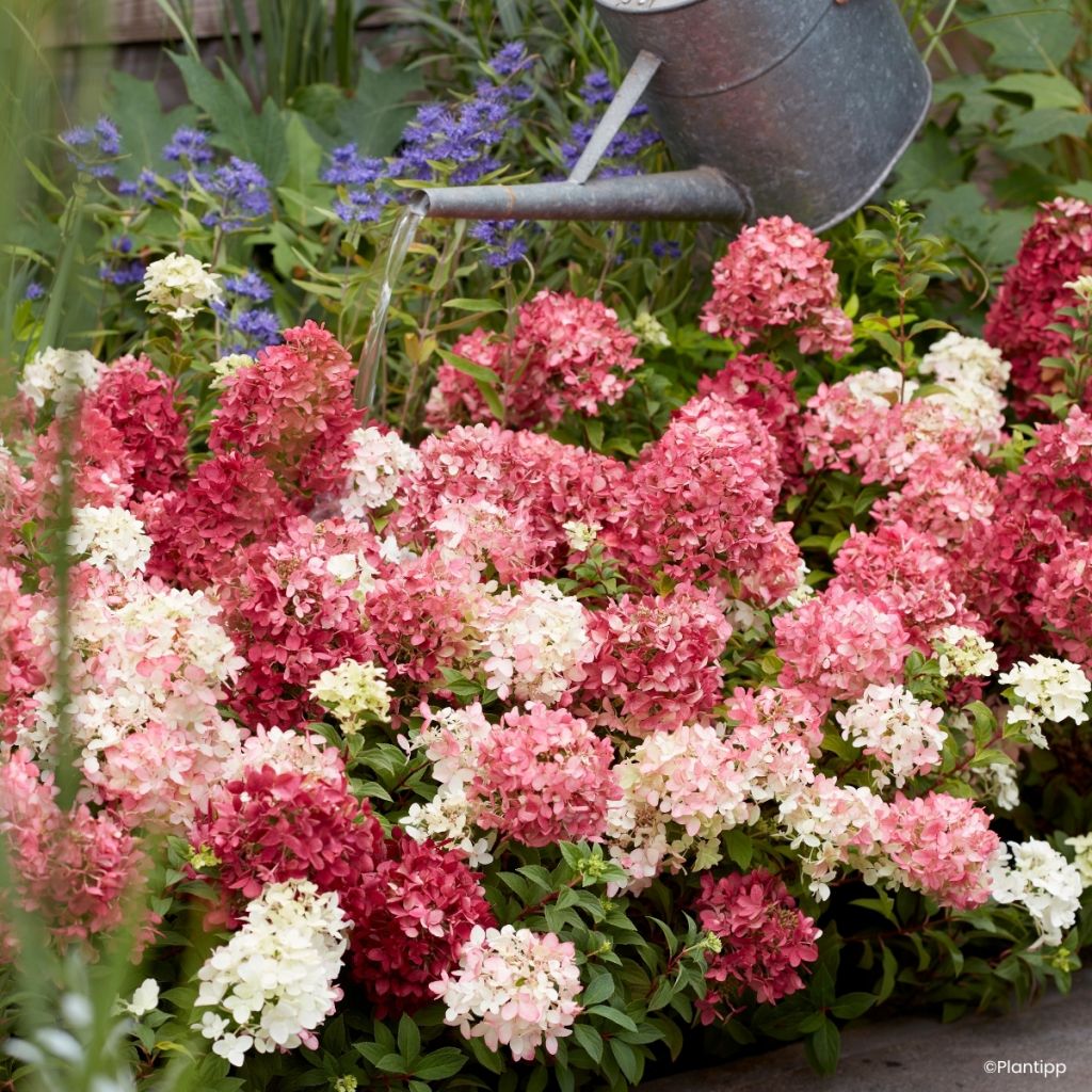 Hydrangea paniculata Groundbreaker Ruby - Hortensia paniculé nain
