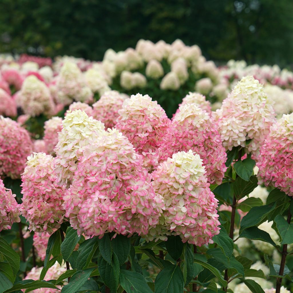 Hydrangea paniculata Limelight Prime- Ortensia paniculata