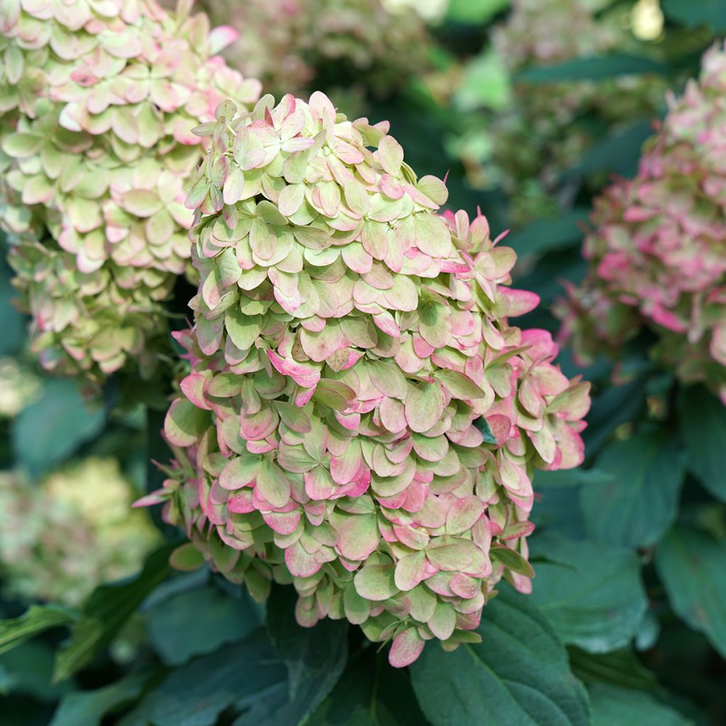 Hydrangea paniculata Limelight Prime- Ortensia paniculata