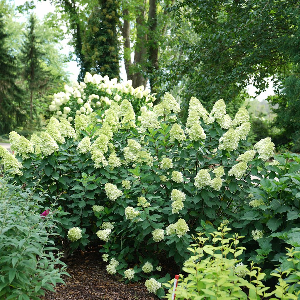 Hydrangea paniculata Limelight Prime- Ortensia paniculata