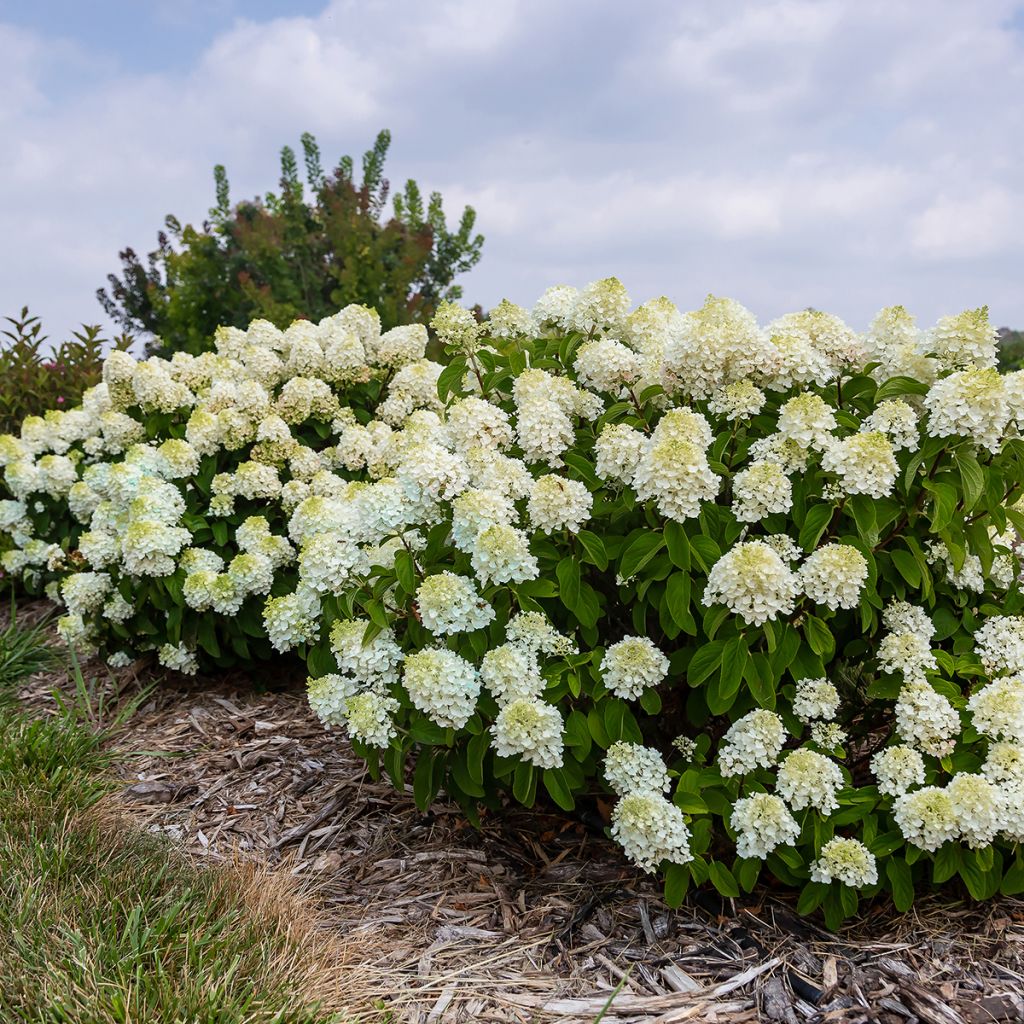Hydrangea paniculata Little Hottie - Ortensia paniculata