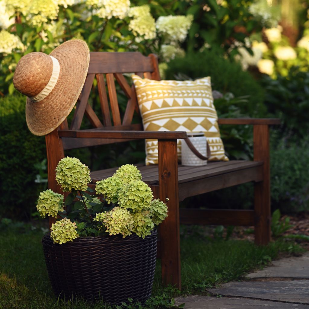 Hydrangea paniculata Little Lime - Ortensia paniculata