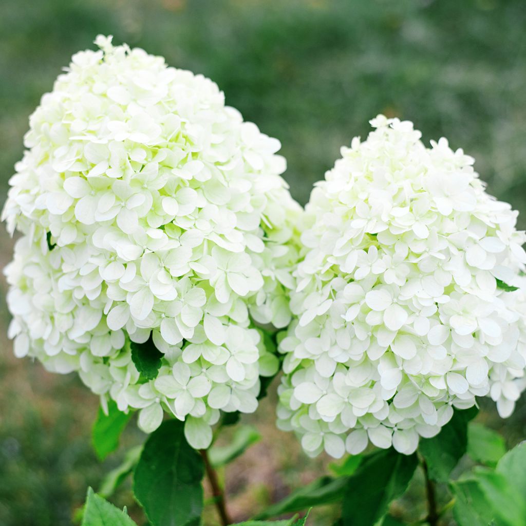 Hydrangea paniculata Little Spooky - Ortensia paniculata