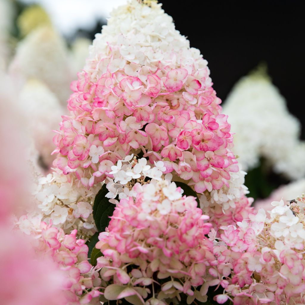 Hydrangea paniculata Living Strawberry Blossom - Hortensia paniculé