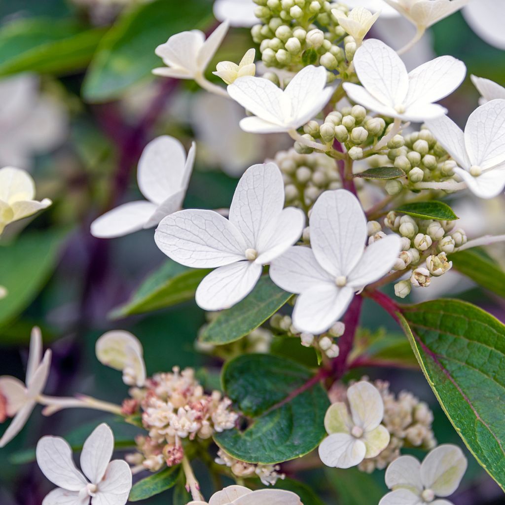 Hydrangea paniculata Magical Vesuvio - Ortensia paniculata