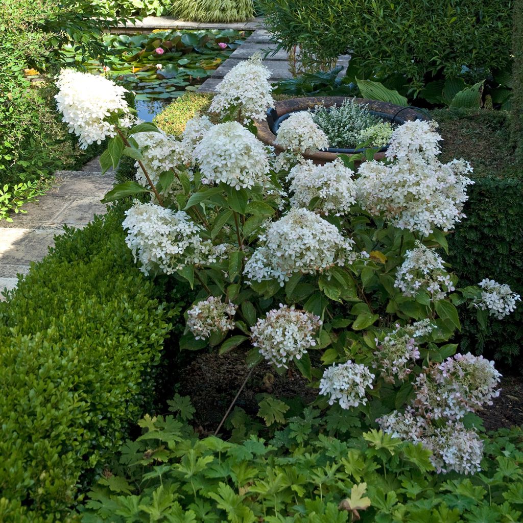 Hydrangea paniculata Phantom - Ortensia paniculata