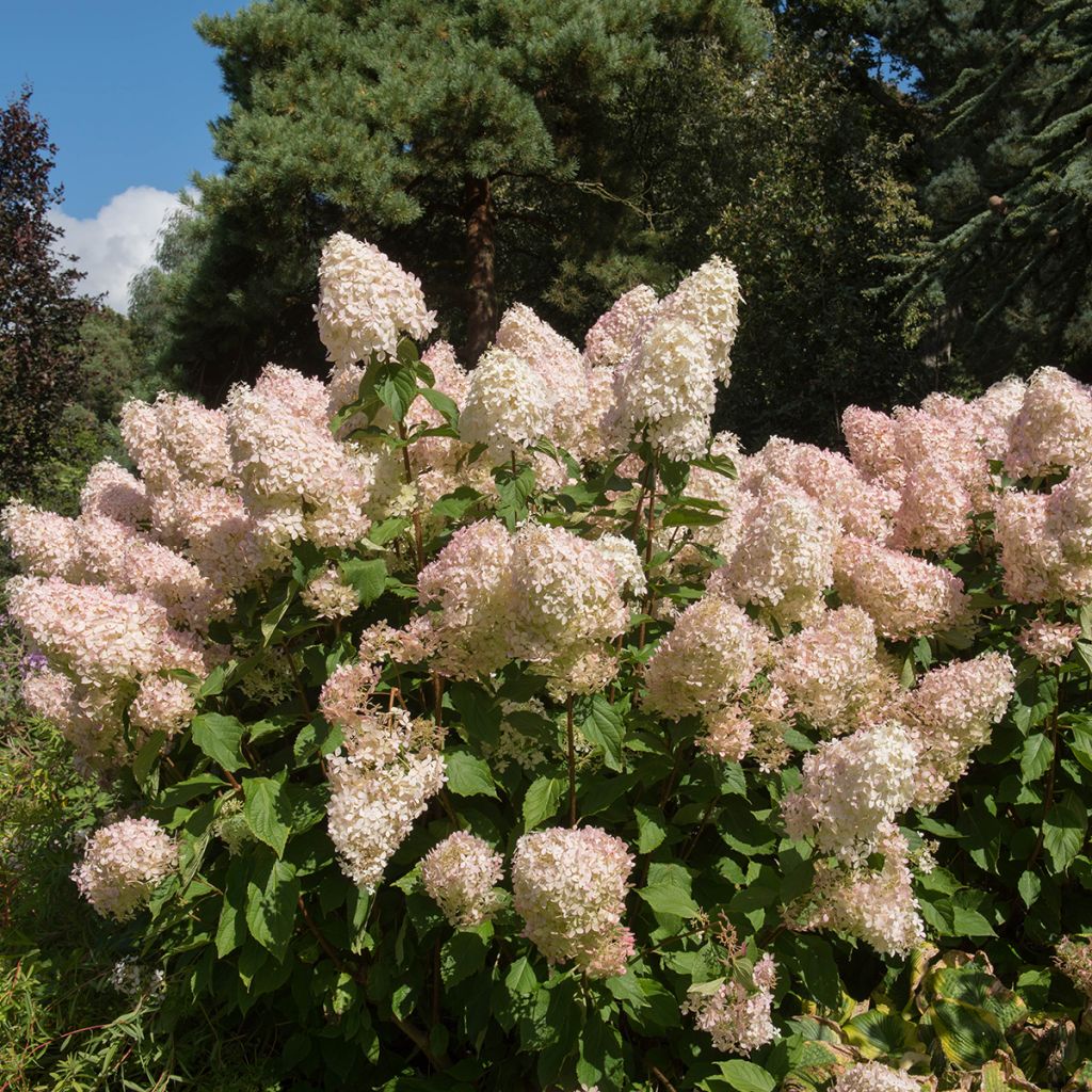 Hydrangea paniculata Phantom - Ortensia paniculata