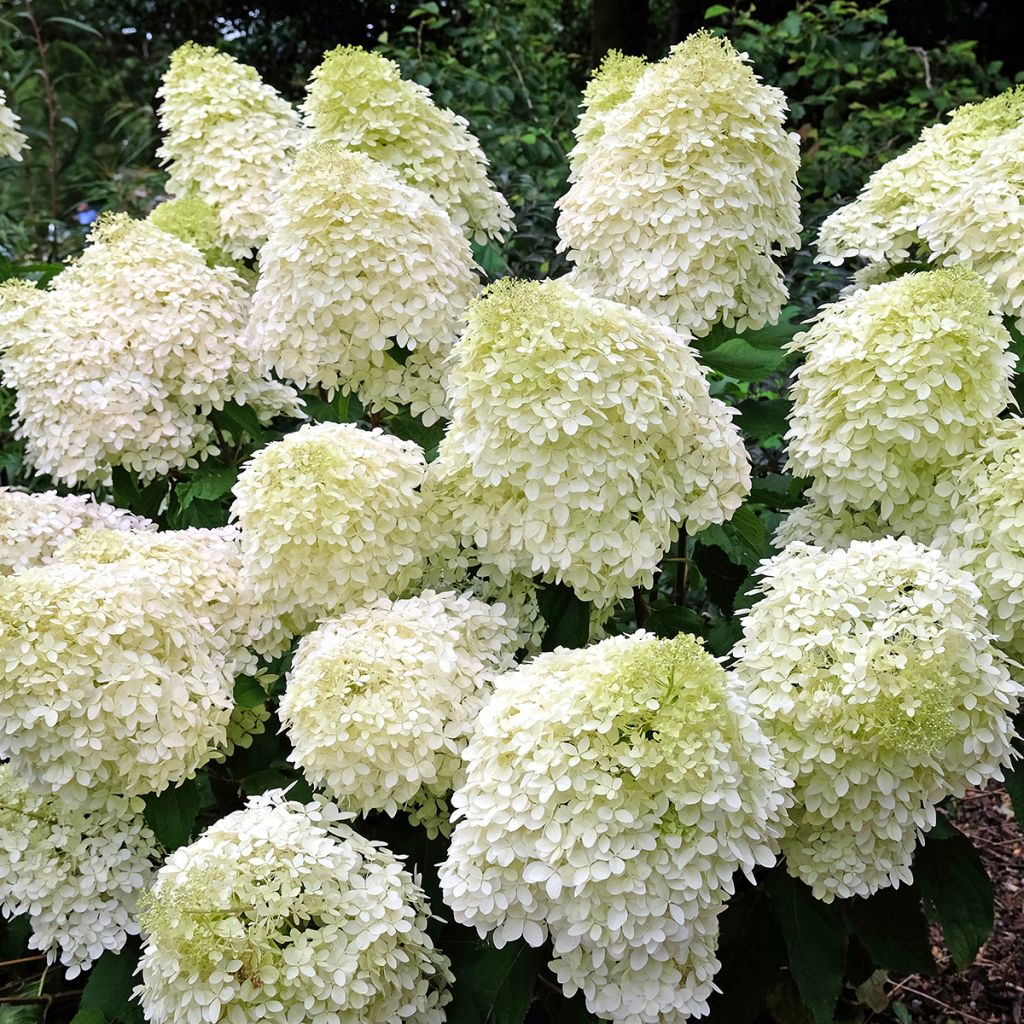 Hydrangea paniculata Phantom - Ortensia paniculata