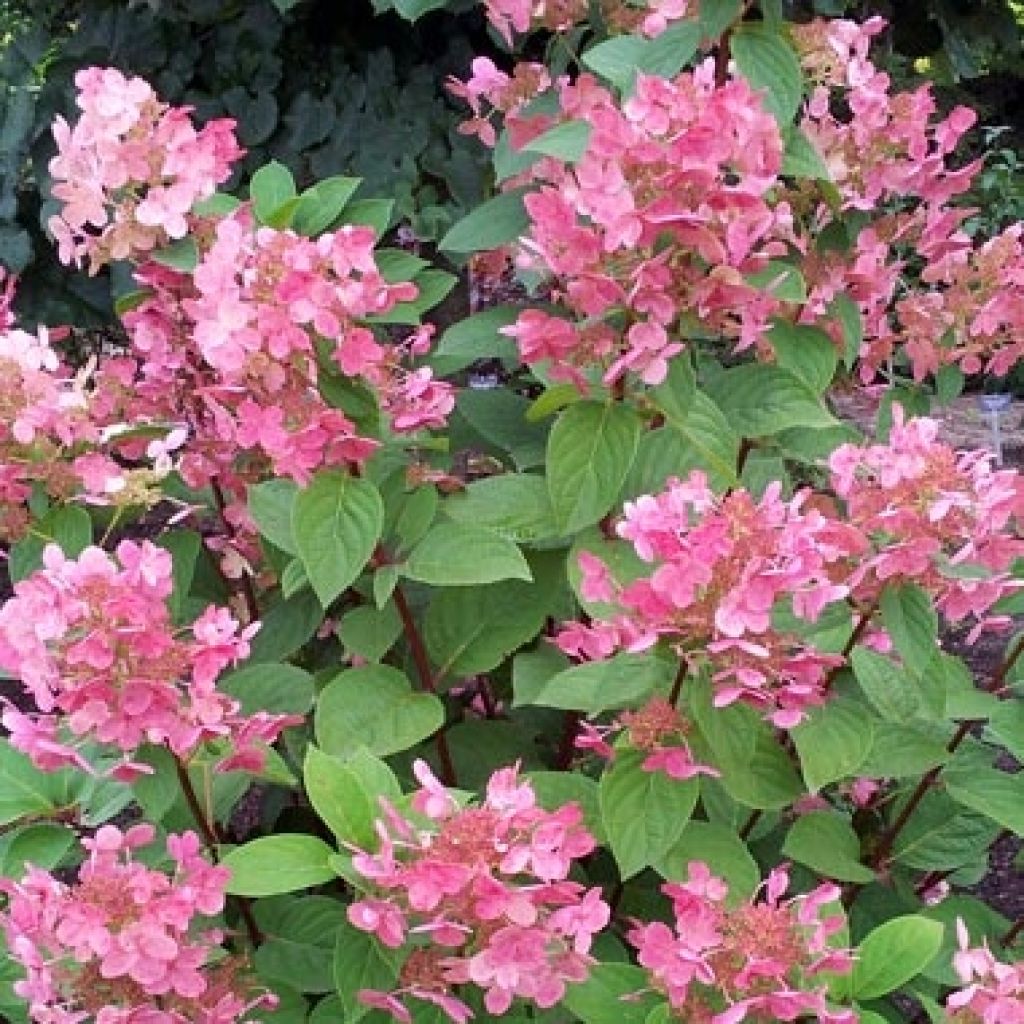 Hydrangea paniculata Pink Diamond - Ortensia paniculata