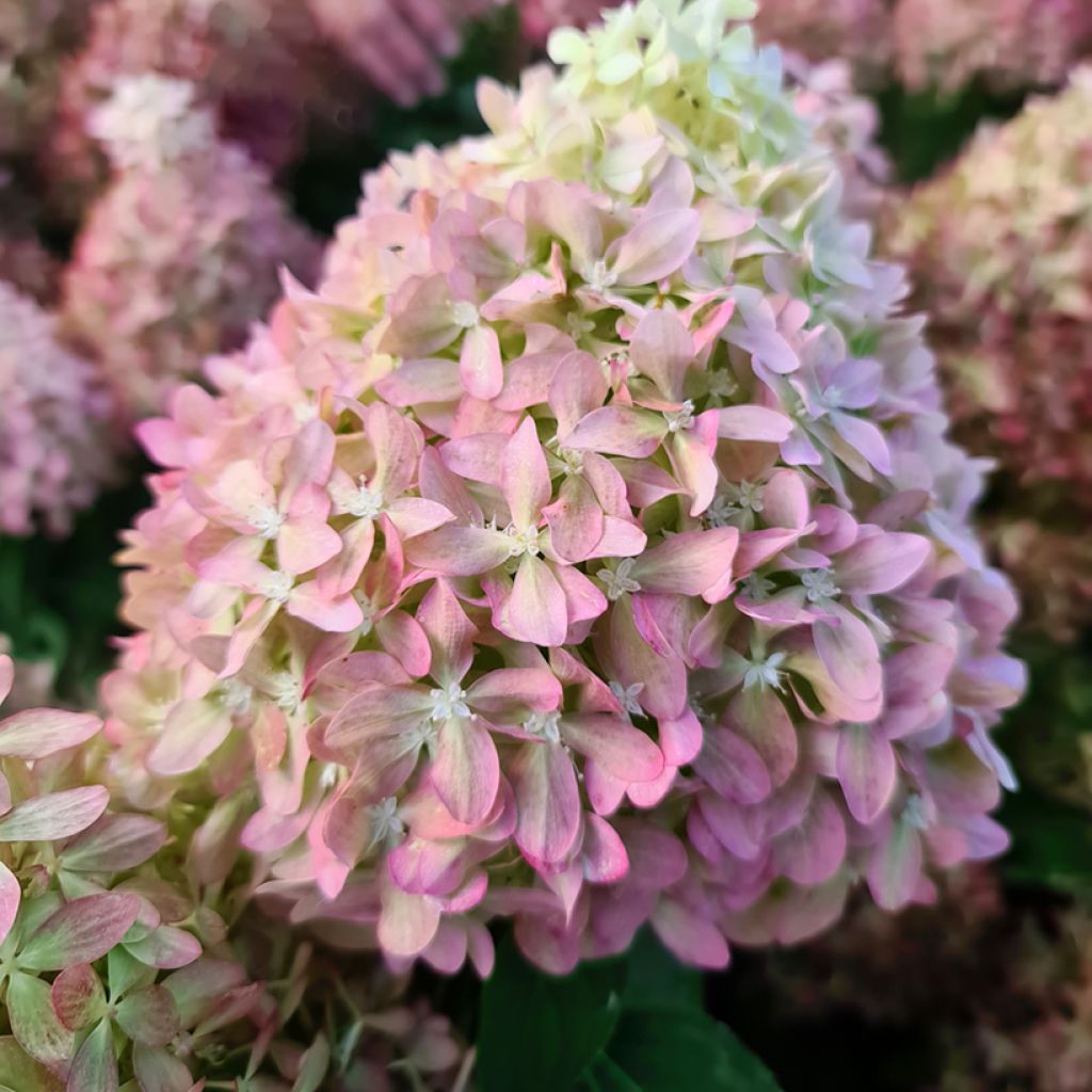 Hydrangea paniculata Pixio - Hortensia paniculé nain