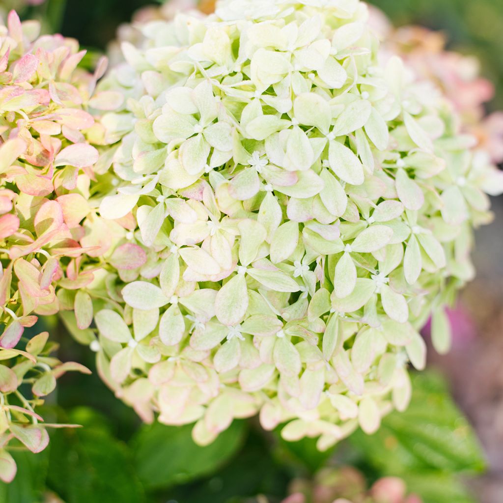 Hydrangea paniculata Pixio - Hortensia paniculé nain