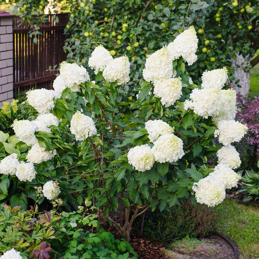 Hydrangea paniculata Polar Bear - Ortensia paniculata